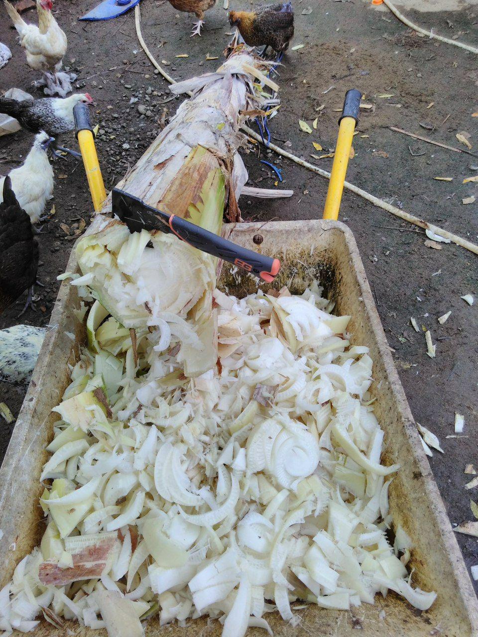 Batang pohon pisang sebagai pakan ayam. Pun baik untuk pupuk.