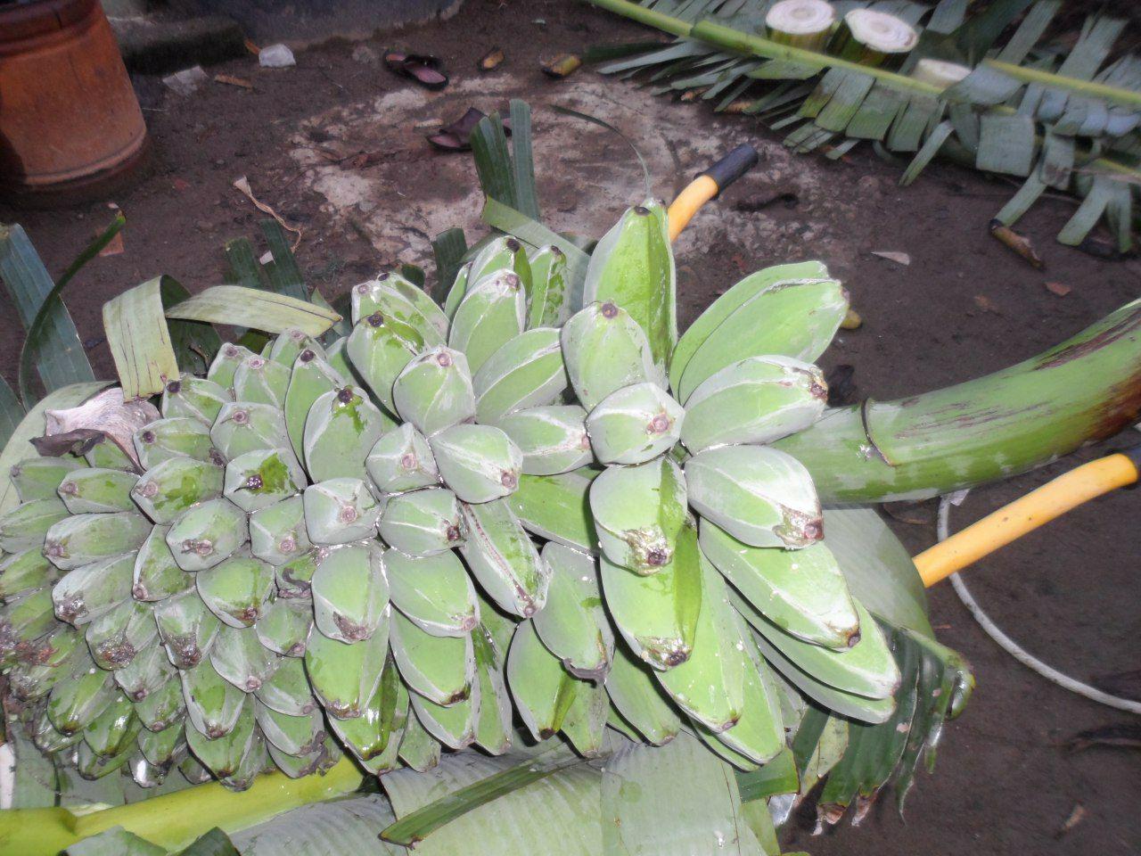 Pisang Kepok, tahan banting, konon rasanya merupakan rasa original pisang!